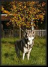 7 Hoest-Herbst-Autumn 07 * 2058 x 2914 * (4.48MB)